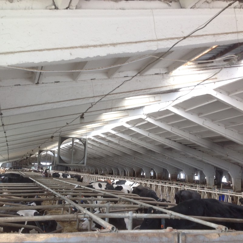 Кравеферма ВІТЧИЗНА