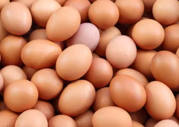 Наблюдение на производството на кокошки - носачки