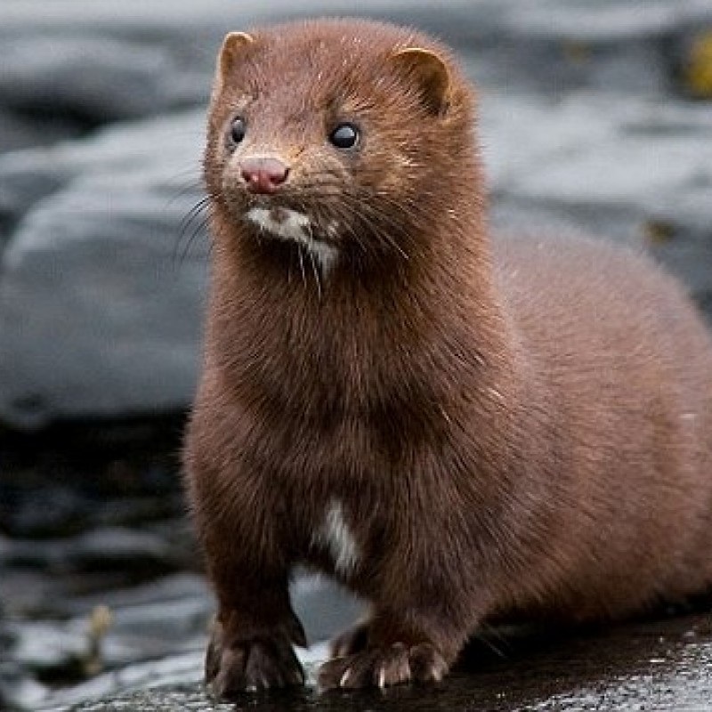 Minks - Bulfeist OOD