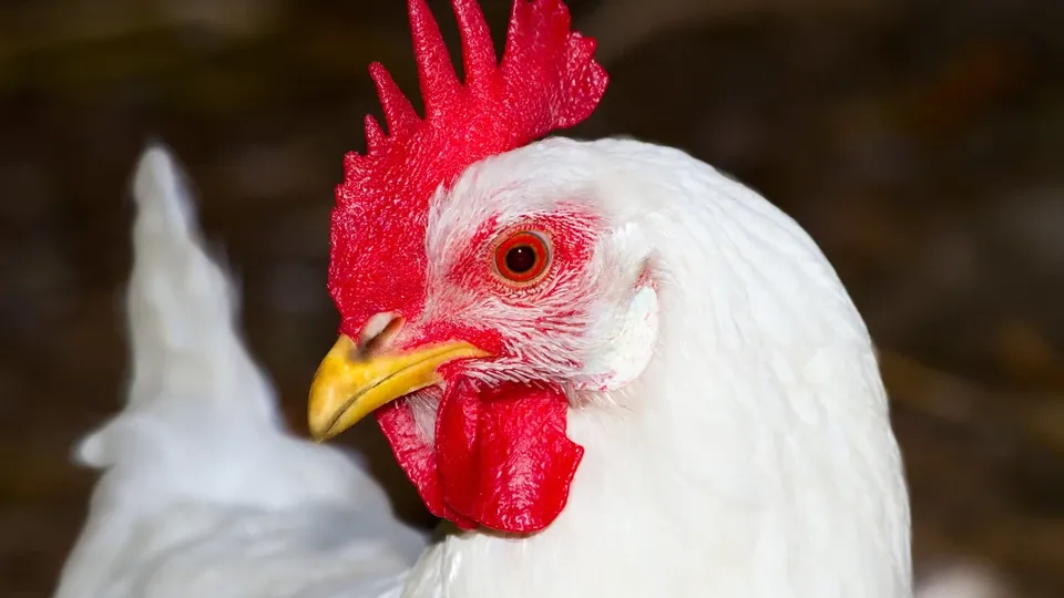 Наблюдение на производството на разплодни птици - родители