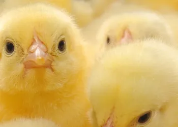 Наблюдение на производството на бройлери