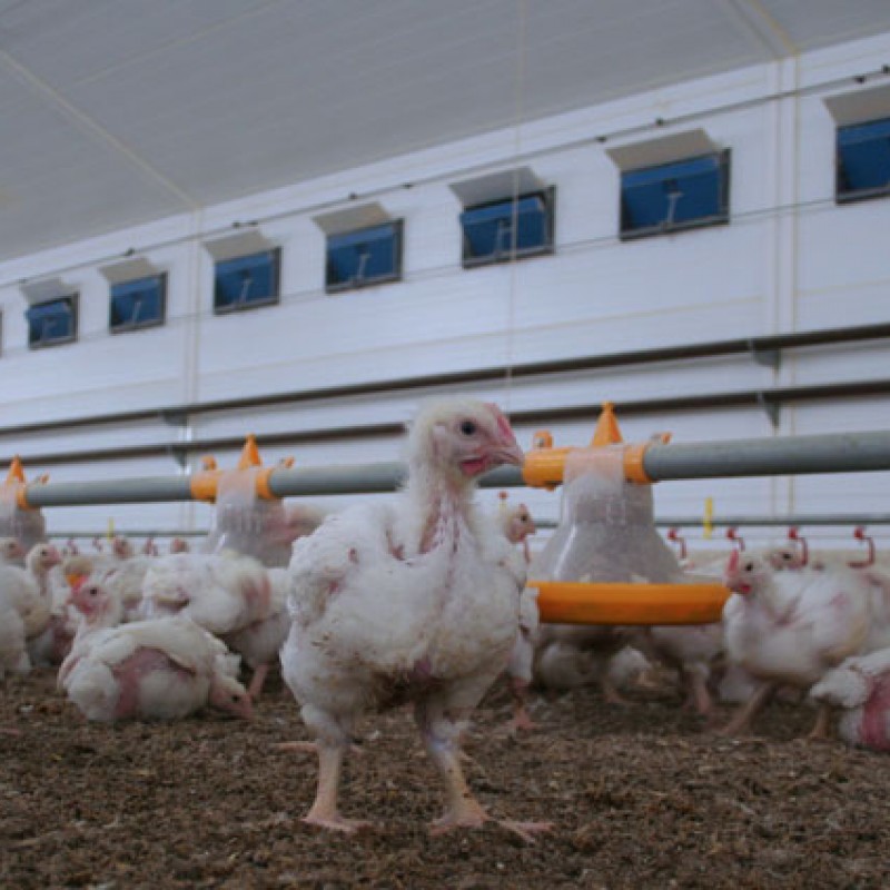 Птицеферма с. Смирненски - Амета Холдинг АД