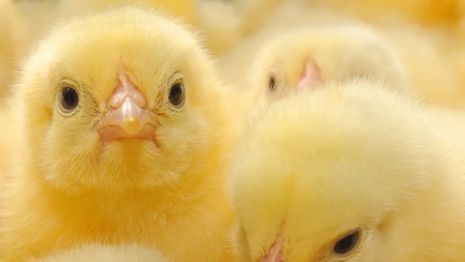 Наблюдение на производството на бройлери