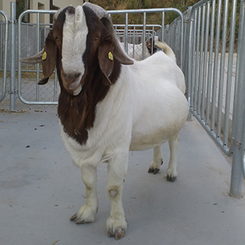 Ферма за кози